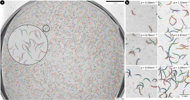 Figure 3 for Fast spline detection in high density microscopy data