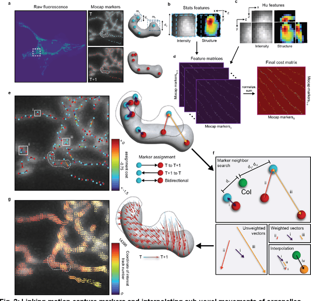 Figure 2 for Nellie: Automated organelle segmentation, tracking, and hierarchical feature extraction in 2D/3D live-cell microscopy