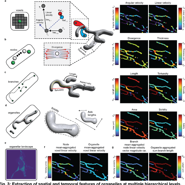 Figure 3 for Nellie: Automated organelle segmentation, tracking, and hierarchical feature extraction in 2D/3D live-cell microscopy