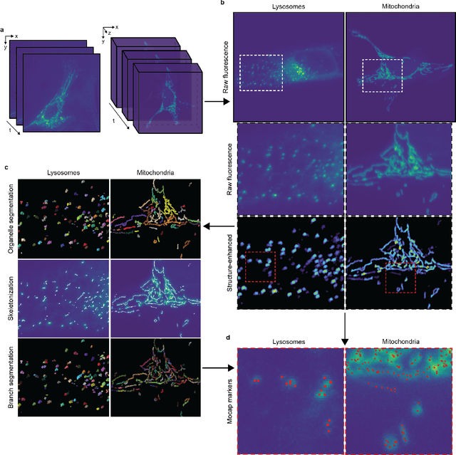 Figure 1 for Nellie: Automated organelle segmentation, tracking, and hierarchical feature extraction in 2D/3D live-cell microscopy