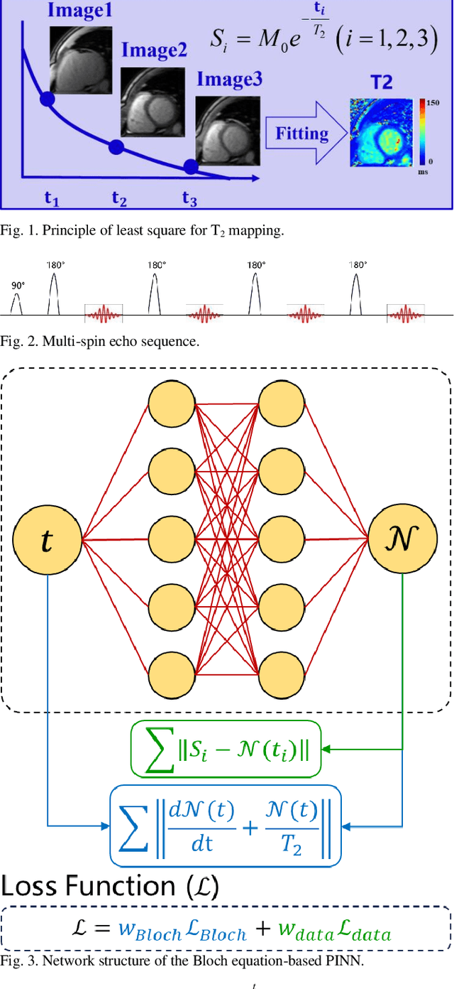 Figure 1 for Bloch Equation Enables Physics-informed Neural Network in Parametric Magnetic Resonance Imaging