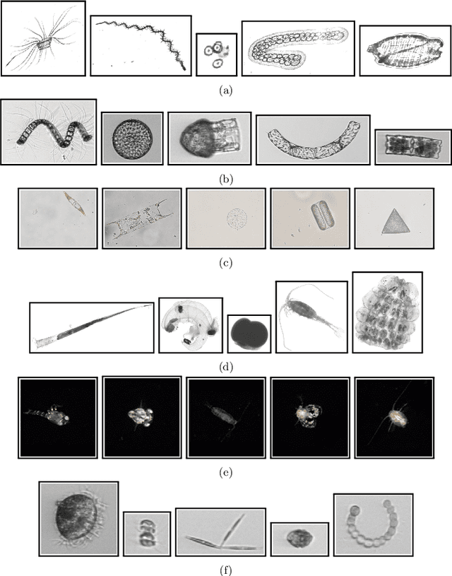 Figure 2 for Survey of Automatic Plankton Image Recognition: Challenges, Existing Solutions and Future Perspectives