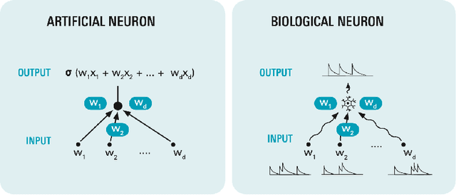 Figure 1 for Interpreting learning in biological neural networks as zero-order optimization method