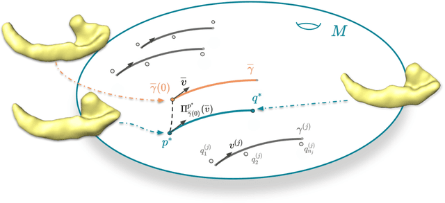 Figure 1 for Predicting Shape Development: a Riemannian Method