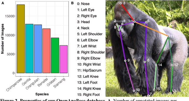 Figure 2 for OpenApePose: a database of annotated ape photographs for pose estimation
