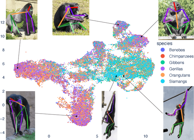Figure 3 for OpenApePose: a database of annotated ape photographs for pose estimation