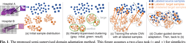 Figure 1 for Cluster-Guided Semi-Supervised Domain Adaptation for Imbalanced Medical Image Classification