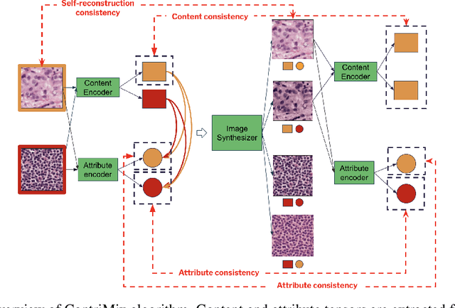 Figure 1 for ContriMix: Unsupervised disentanglement of content and attribute for domain generalization in microscopy image analysis