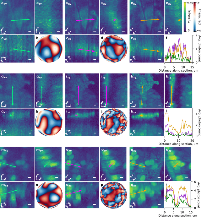 Figure 3 for Differentiable optimization of the Debye-Wolf integral for light shaping and adaptive optics in two-photon microscopy