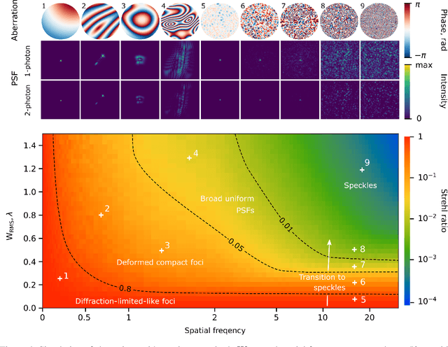 Figure 4 for Differentiable optimization of the Debye-Wolf integral for light shaping and adaptive optics in two-photon microscopy
