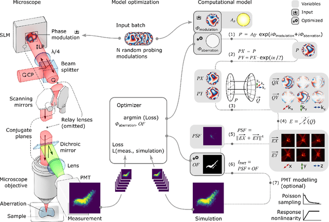 Figure 1 for Differentiable optimization of the Debye-Wolf integral for light shaping and adaptive optics in two-photon microscopy