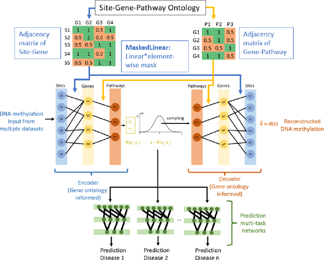 Figure 1 for MIRACLE: Multi-task Learning based Interpretable Regulation of Autoimmune Diseases through Common Latent Epigenetics