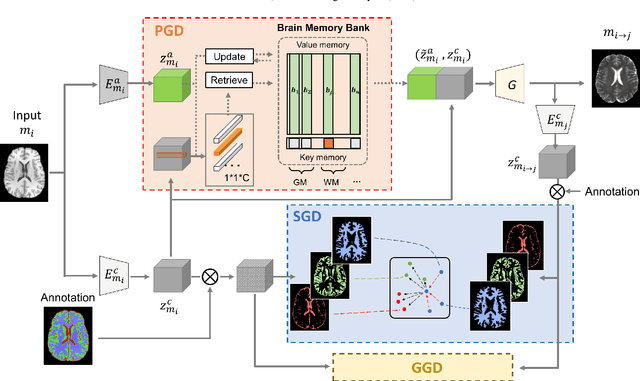 Figure 3 for HiFi-Syn: Hierarchical Granularity Discrimination for High-Fidelity Synthesis of MR Images with Structure Preservation