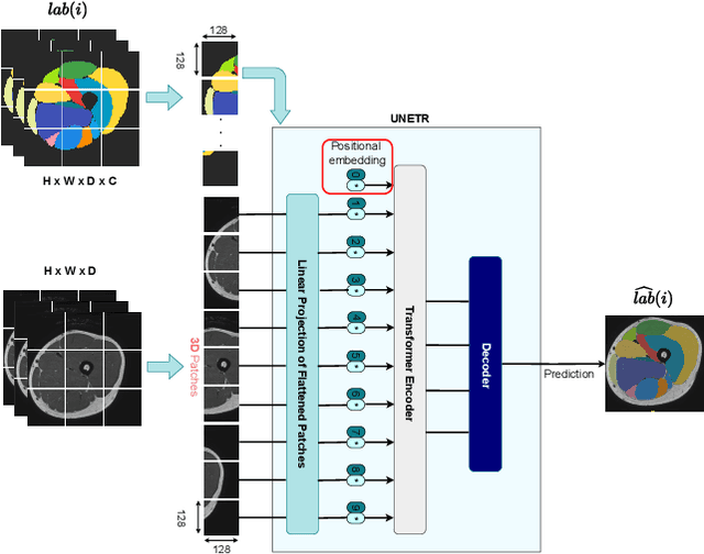 Figure 2 for Muscle volume quantification: guiding transformers with anatomical priors