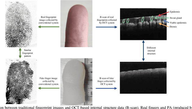 Figure 1 for Internal Structure Attention Network for Fingerprint Presentation Attack Detection from Optical Coherence Tomography