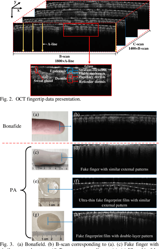 Figure 2 for Internal Structure Attention Network for Fingerprint Presentation Attack Detection from Optical Coherence Tomography