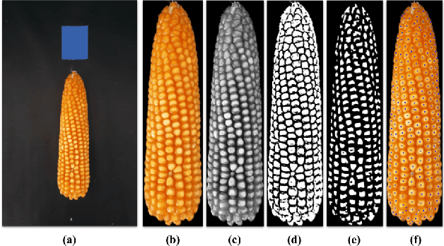 Figure 1 for Hinting Pipeline and Multivariate Regression CNN for Maize Kernel Counting on the Ear