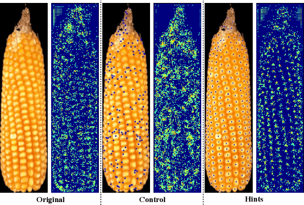 Figure 3 for Hinting Pipeline and Multivariate Regression CNN for Maize Kernel Counting on the Ear