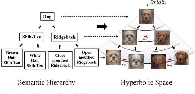 Figure 1 for The Euclidean Space is Evil: Hyperbolic Attribute Editing for Few-shot Image Generation