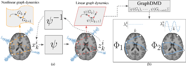 Figure 1 for DeepGraphDMD: Interpretable Spatio-Temporal Decomposition of Non-linear Functional Brain Network Dynamics