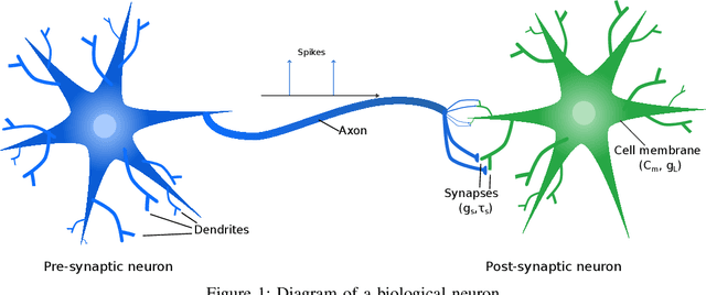 Figure 1 for On exploiting the synaptic interaction properties to obtain frequency-specific neurons