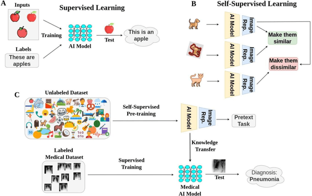 Figure 1 for Enhancing Network Initialization for Medical AI Models Using Large-Scale, Unlabeled Natural Images