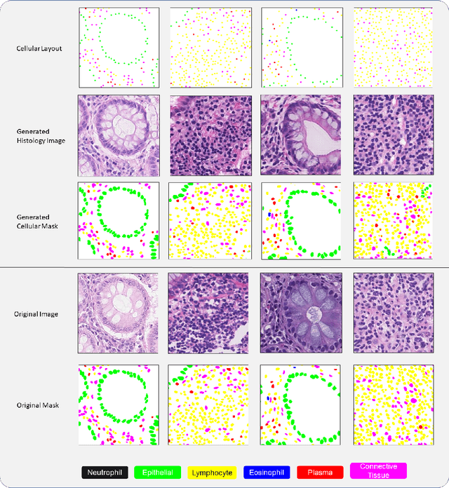Figure 3 for SynCLay: Interactive Synthesis of Histology Images from Bespoke Cellular Layouts