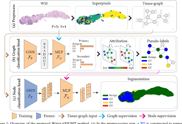 Figure 1 for Weakly Supervised Joint Whole-Slide Segmentation and Classification in Prostate Cancer