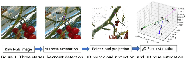 Figure 1 for 3D Pose Estimation of Tomato Peduncle Nodes using Deep Keypoint Detection and Point Cloud