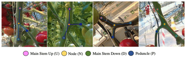 Figure 4 for 3D Pose Estimation of Tomato Peduncle Nodes using Deep Keypoint Detection and Point Cloud