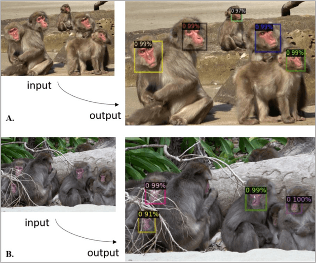 Figure 3 for Deep Learning for Automatic Detection and Facial Recognition in Japanese Macaques: Illuminating Social Networks