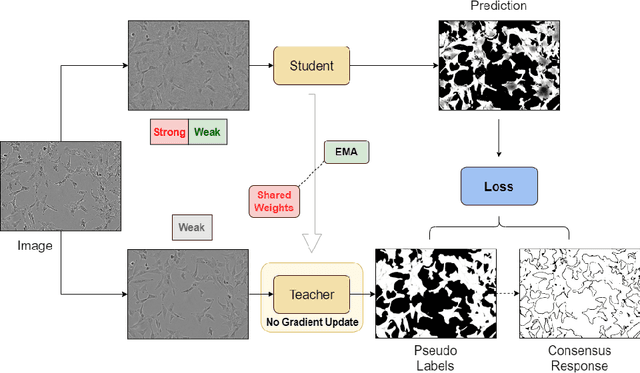 Figure 1 for Probabilistic Domain Adaptation for Biomedical Image Segmentation