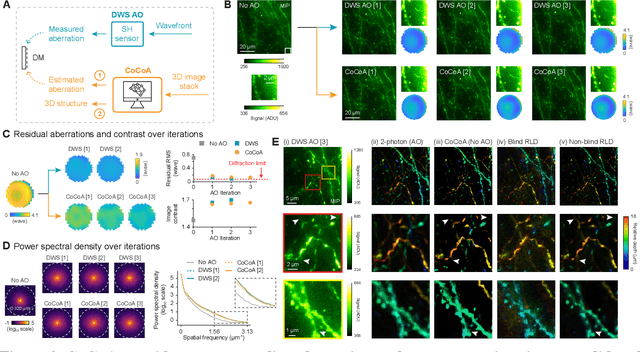 Figure 2 for Coordinate-based neural representations for computational adaptive optics in widefield microscopy