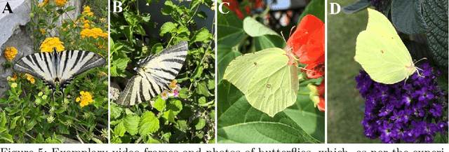 Figure 3 for Citizen Science and Machine Learning for Research and Nature Conservation: The Case of Eurasian Lynx, Free-ranging Rodents and Insects