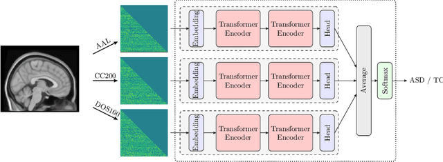 Figure 1 for Pretraining is All You Need: A Multi-Atlas Enhanced Transformer Framework for Autism Spectrum Disorder Classification