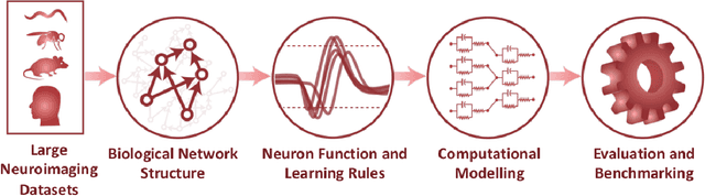 Figure 3 for Exploiting Large Neuroimaging Datasets to Create Connectome-Constrained Approaches for more Robust, Efficient, and Adaptable Artificial Intelligence