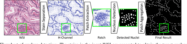 Figure 3 for Switching Loss for Generalized Nucleus Detection in Histopathology