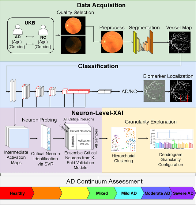 Figure 1 for LAVA: Granular Neuron-Level Explainable AI for Alzheimer's Disease Assessment from Fundus Images