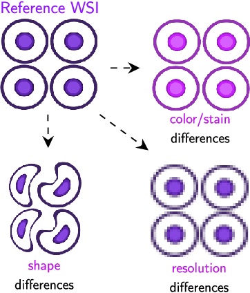 Figure 3 for ALFA -- Leveraging All Levels of Feature Abstraction for Enhancing the Generalization of Histopathology Image Classification Across Unseen Hospitals