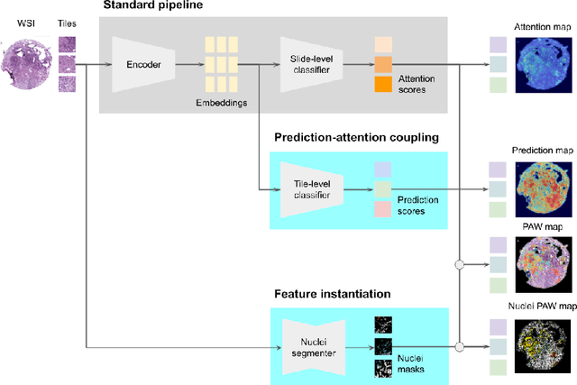 Figure 1 for Beyond attention: deriving biologically interpretable insights from weakly-supervised multiple-instance learning models