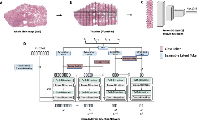 Figure 1 for Cascaded Cross-Attention Networks for Data-Efficient Whole-Slide Image Classification Using Transformers