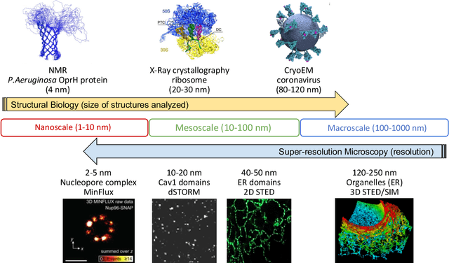 Figure 1 for AI-based analysis of super-resolution microscopy: Biological discovery in the absence of ground truth