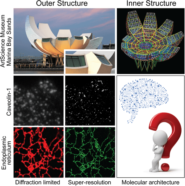 Figure 2 for AI-based analysis of super-resolution microscopy: Biological discovery in the absence of ground truth