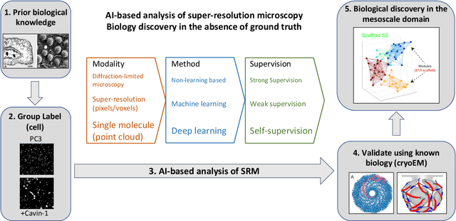 Figure 3 for AI-based analysis of super-resolution microscopy: Biological discovery in the absence of ground truth