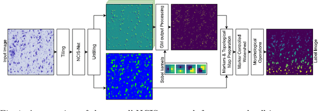 Figure 1 for NCIS: Deep Color Gradient Maps Regression and Three-Class Pixel Classification for Enhanced Neuronal Cell Instance Segmentation in Nissl-Stained Histological Images