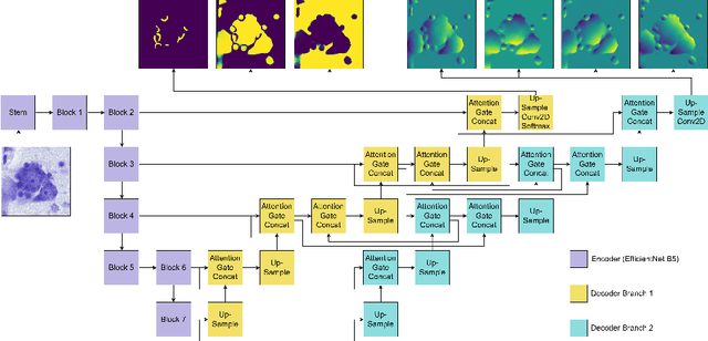 Figure 3 for NCIS: Deep Color Gradient Maps Regression and Three-Class Pixel Classification for Enhanced Neuronal Cell Instance Segmentation in Nissl-Stained Histological Images