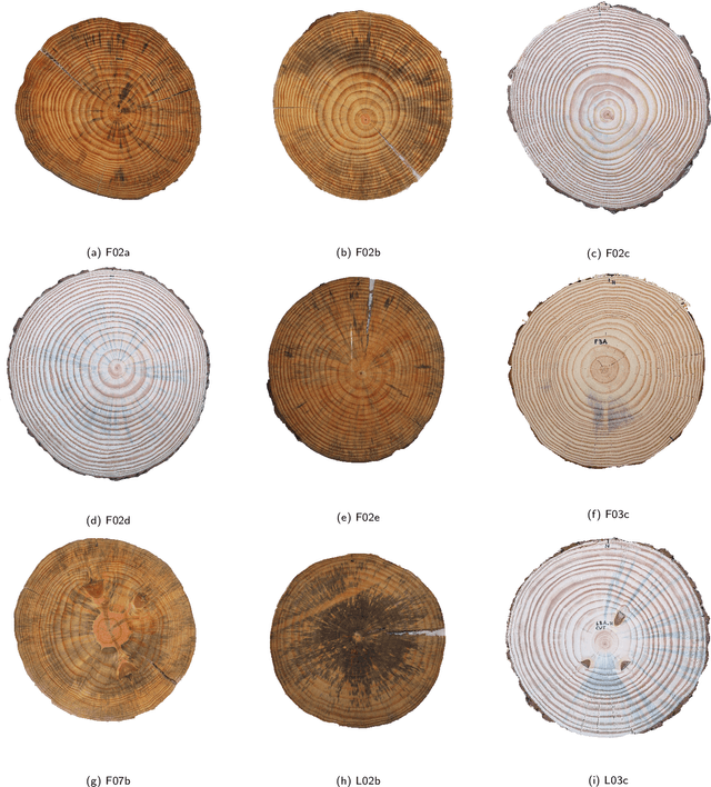 Figure 3 for CS-TRD: a Cross Sections Tree Ring Detection method