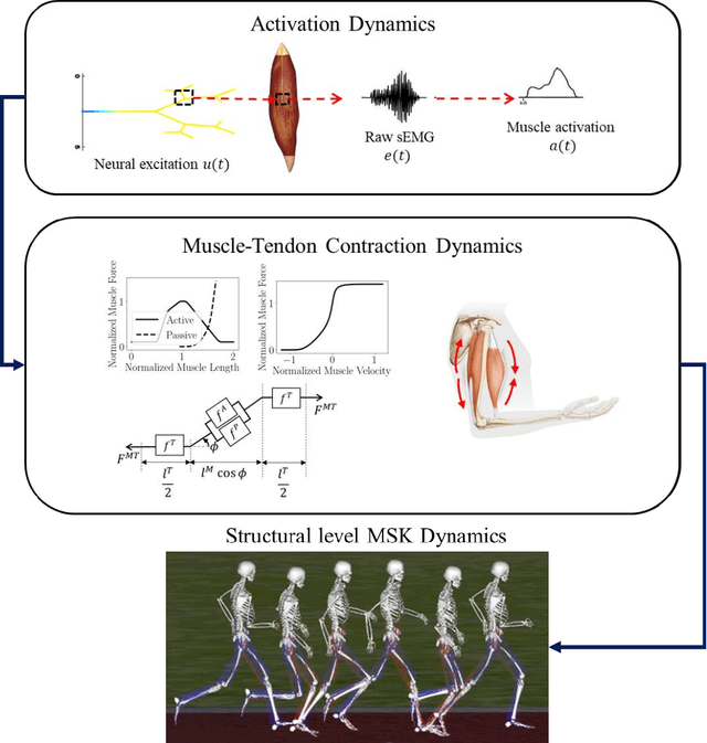 Figure 1 for A Multi-Resolution Physics-Informed Recurrent Neural Network: Formulation and Application to Musculoskeletal Systems