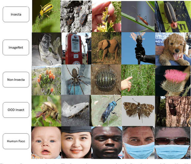Figure 4 for Out-of-distribution detection algorithms for robust insect classification