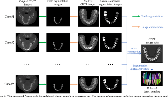 Figure 1 for Construction of unbiased dental template and parametric dental model for precision digital dentistry